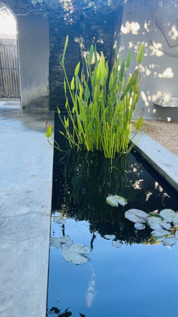 Umvoto fish pond