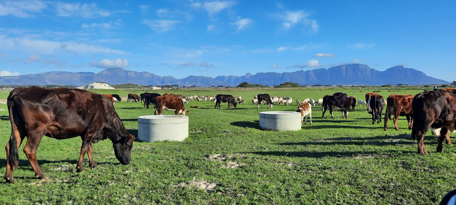 boreholes and cows in the Philippi Horticultural Area